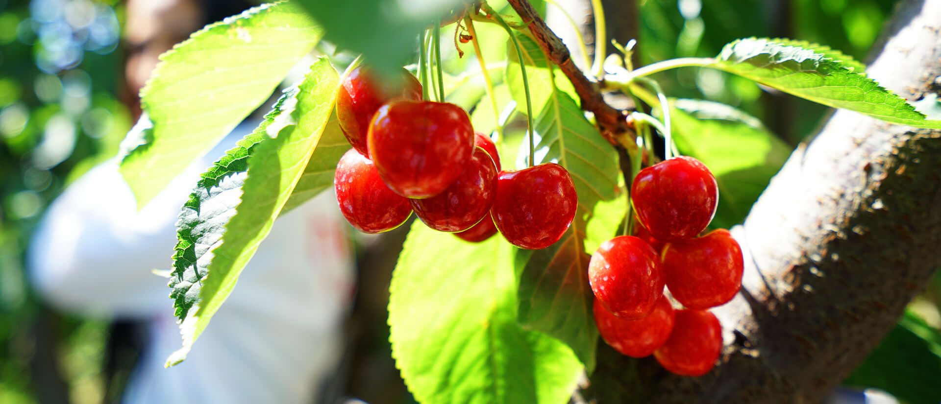 kiraz-1920x825
