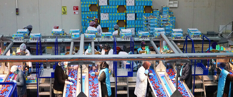 hira-food-kiraz-isleme